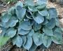 HOSTA - imagine 33764